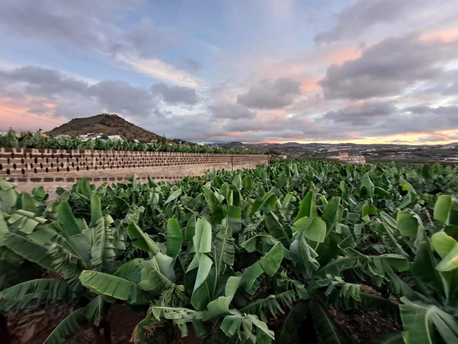 Rk Hacienda La Rekompensa Arucas Exteriér fotografie